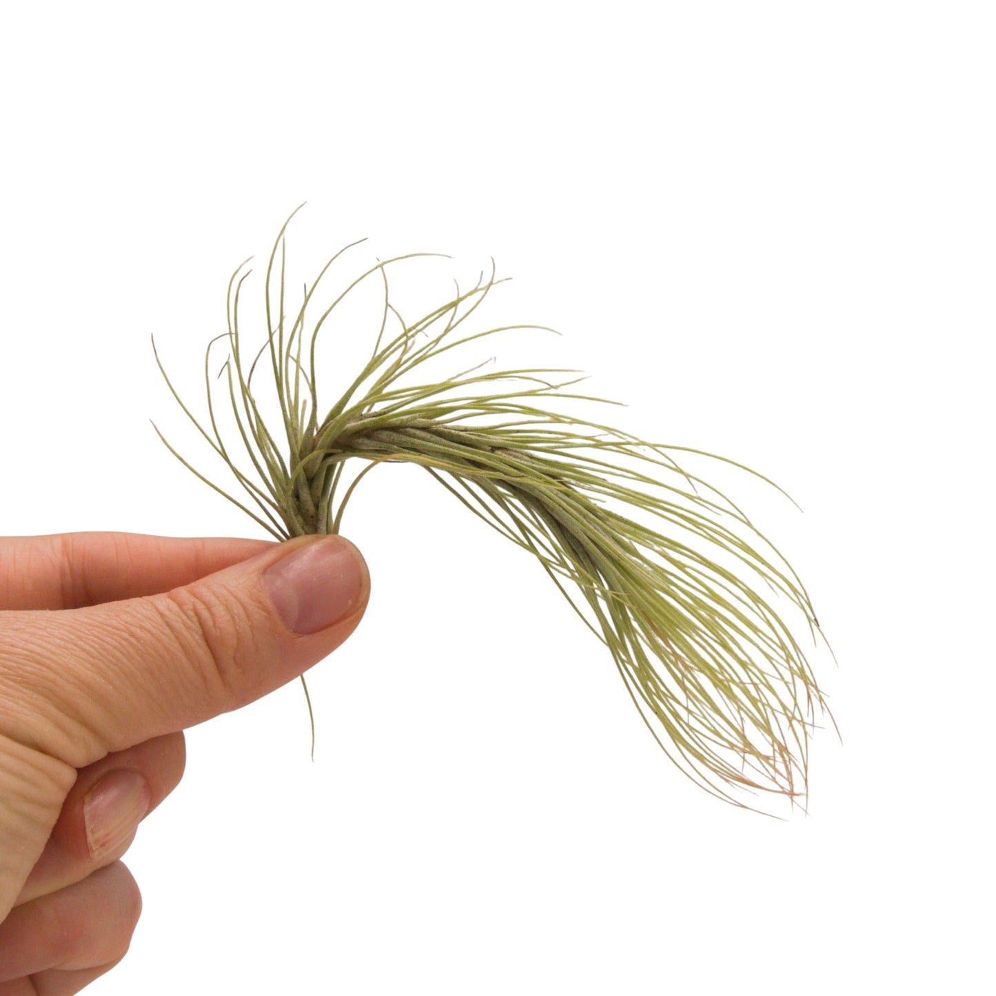 Tillandsia Funckiana