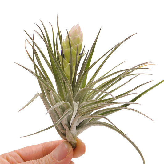 tillandsia stricta white