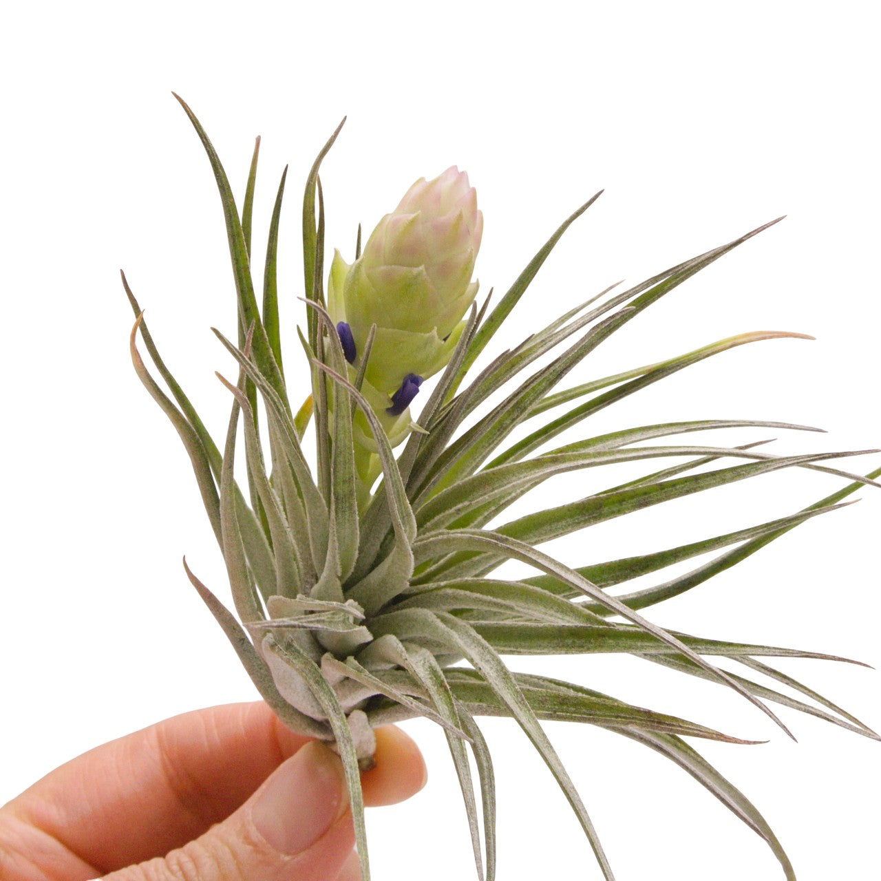 tillandsia stricta white