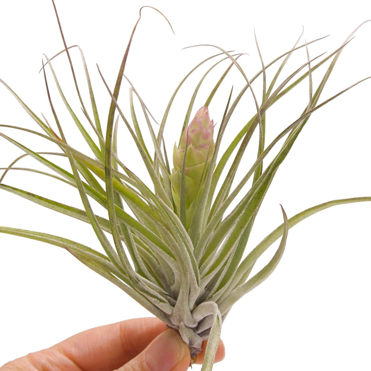 tillandsia stricta white