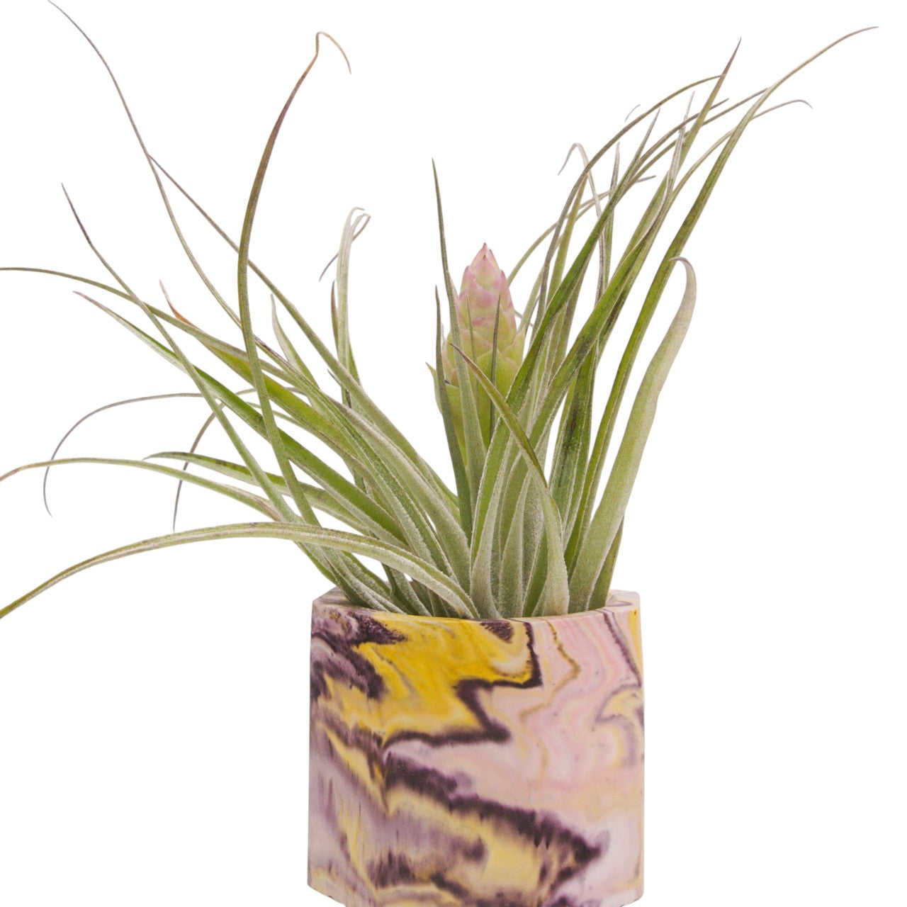 tillandsia stricta white