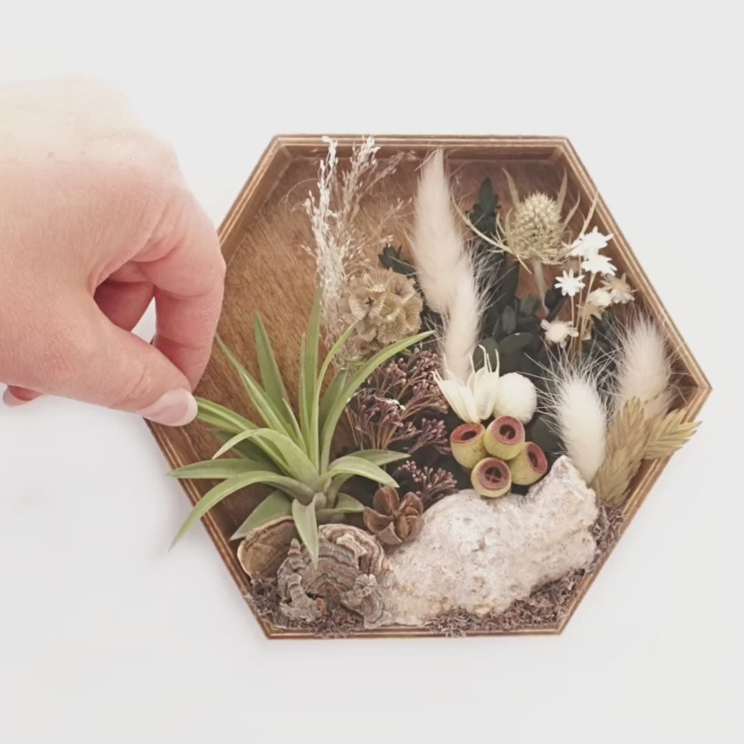 Stained wooden hexagon box frame filled with dried flowers, dried mushrooms, moss and an airplant
