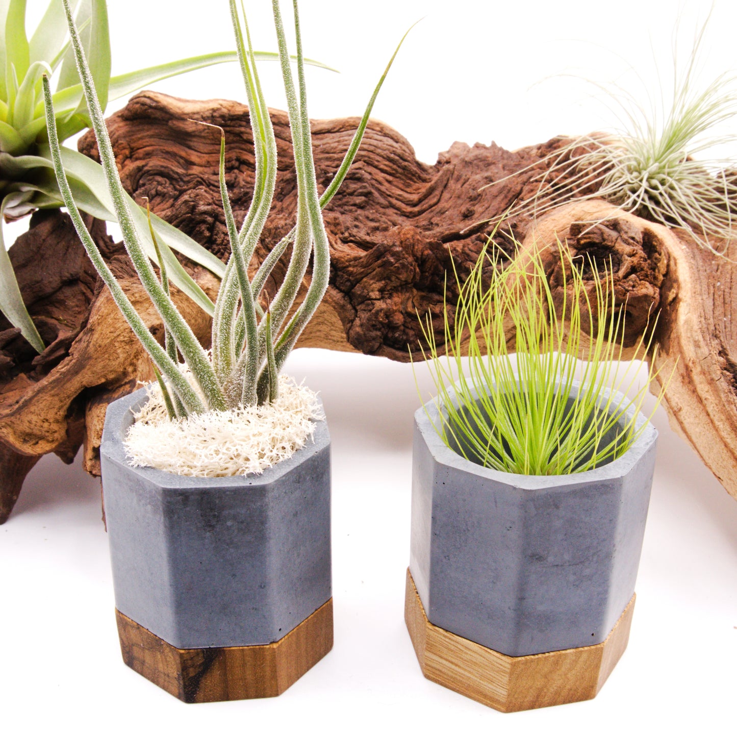 Cement & Wood Airplant Pots