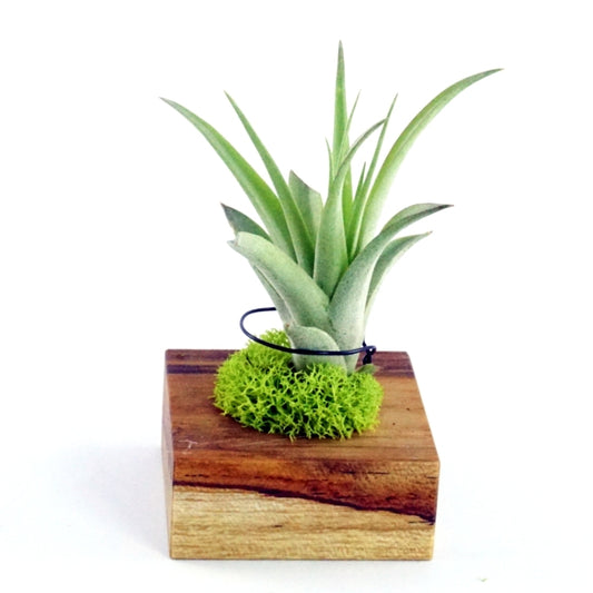 Teak Tillandsia holder