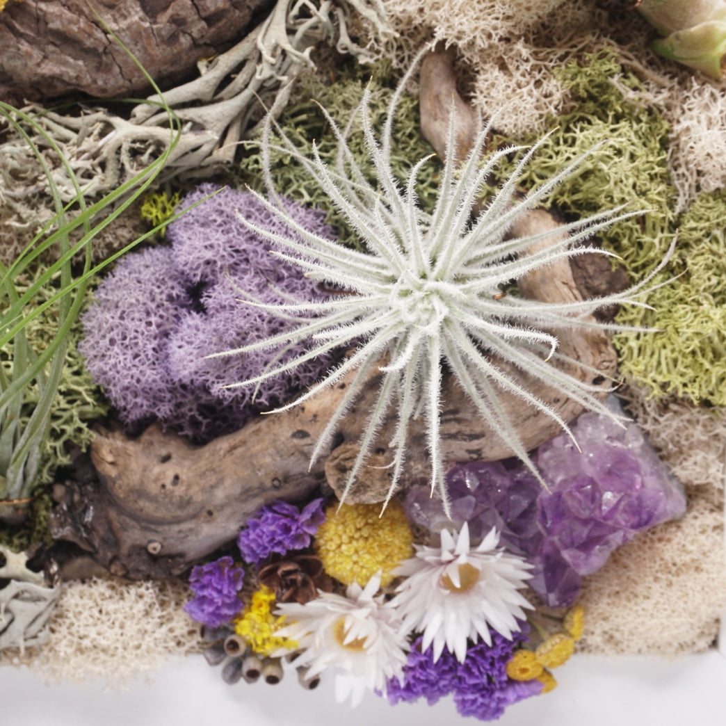 Tableau de Tillandsia avec Améthyste