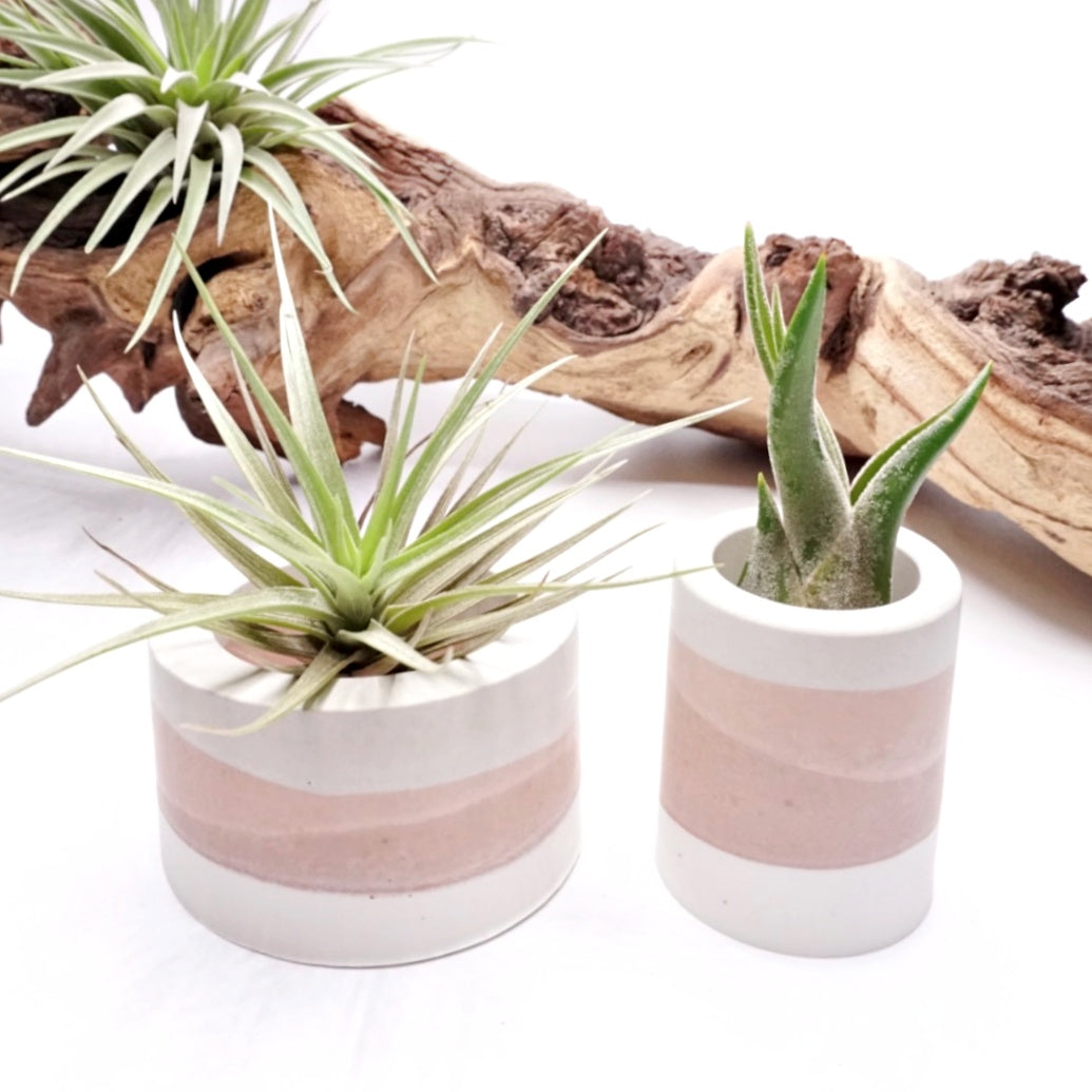 Ombre Terracotta airplant pots