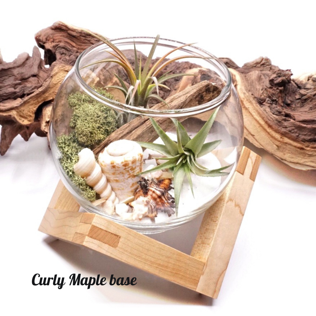 Wooden Displays - Large – Plant Babies Terrariums