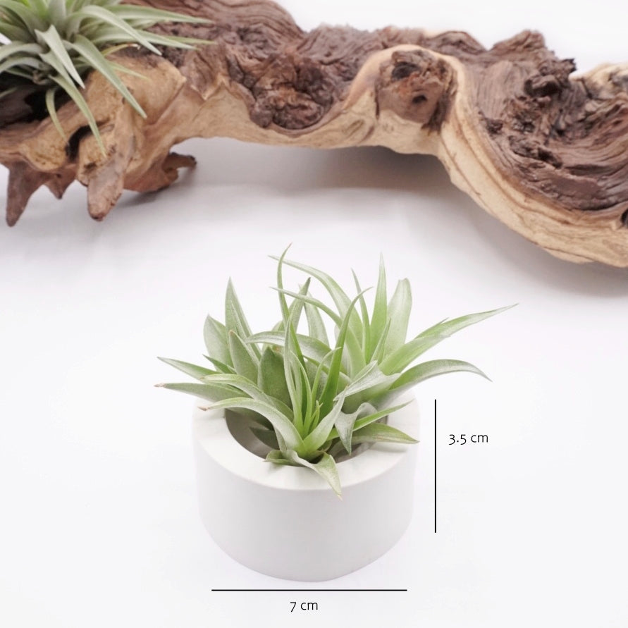 White hydrostone airplant pots