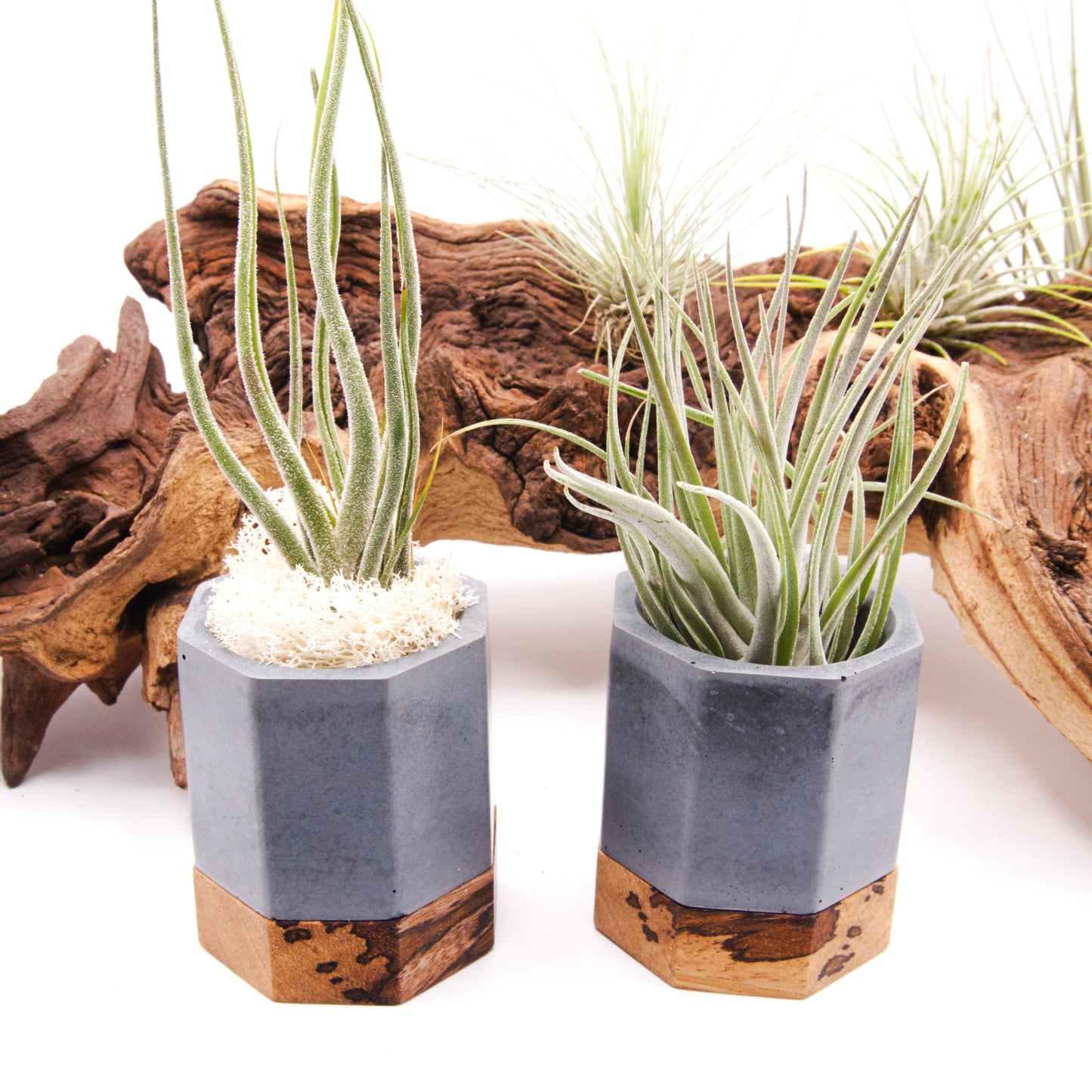 Cement & Wood Airplant Pots