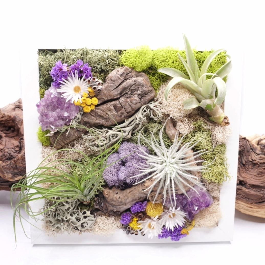 Tableau de Tillandsia avec Améthyste