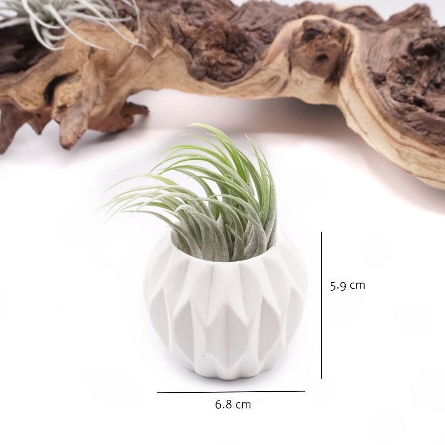 White hydrostone airplant pots