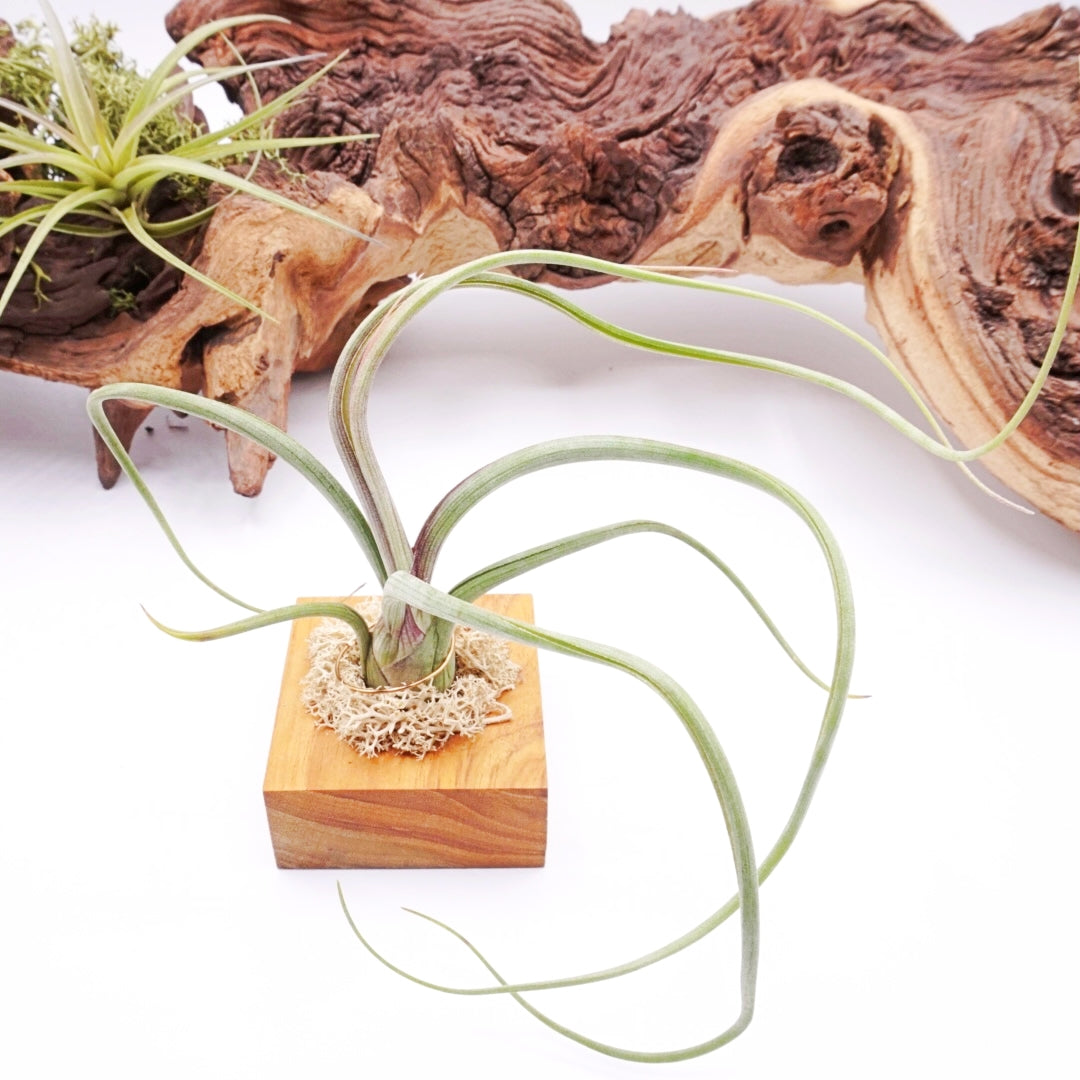 Tillandsia airplant pseudobaileyi