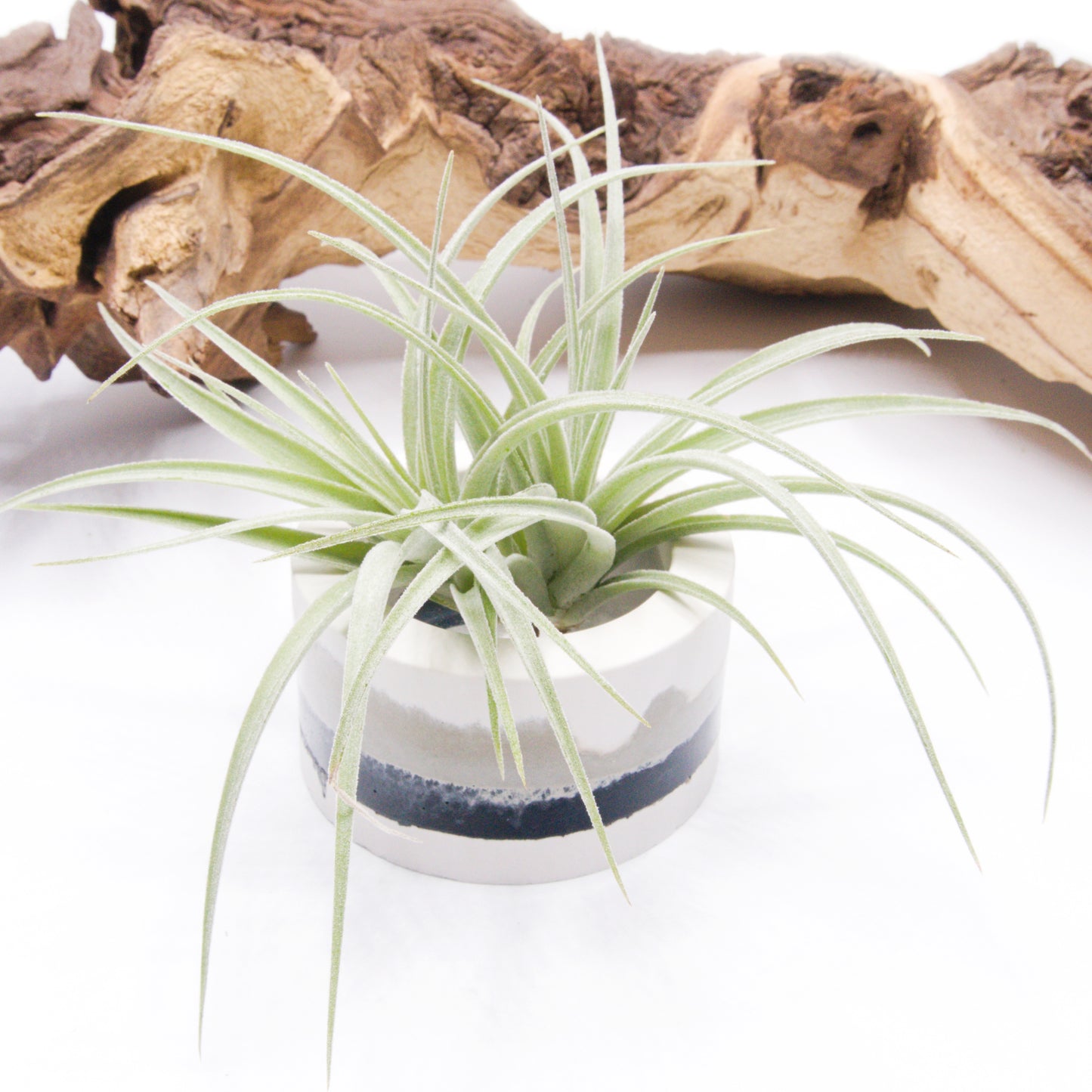 Ombre Black & White airplant pot