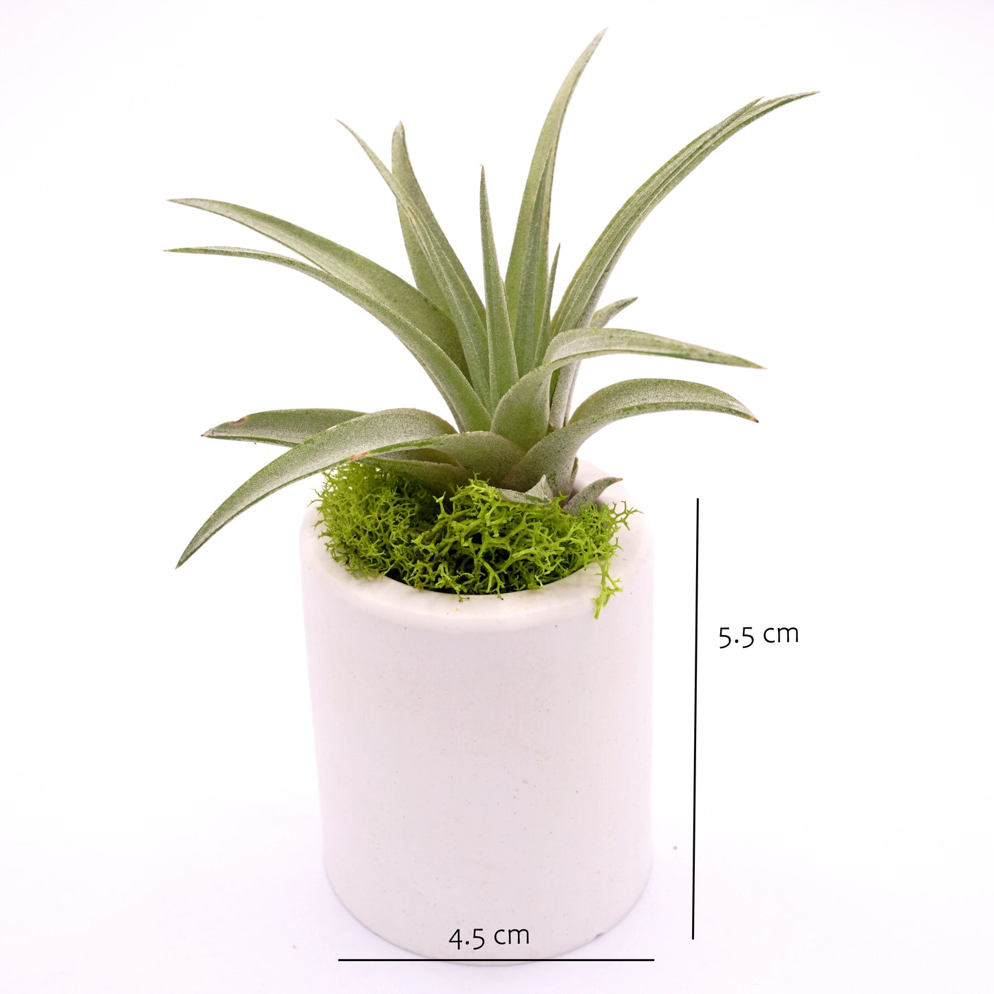 White hydrostone airplant pots