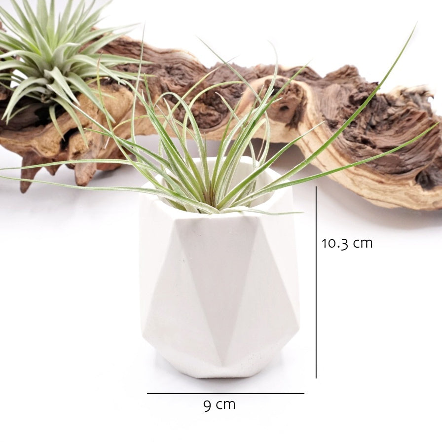 White hydrostone airplant pots