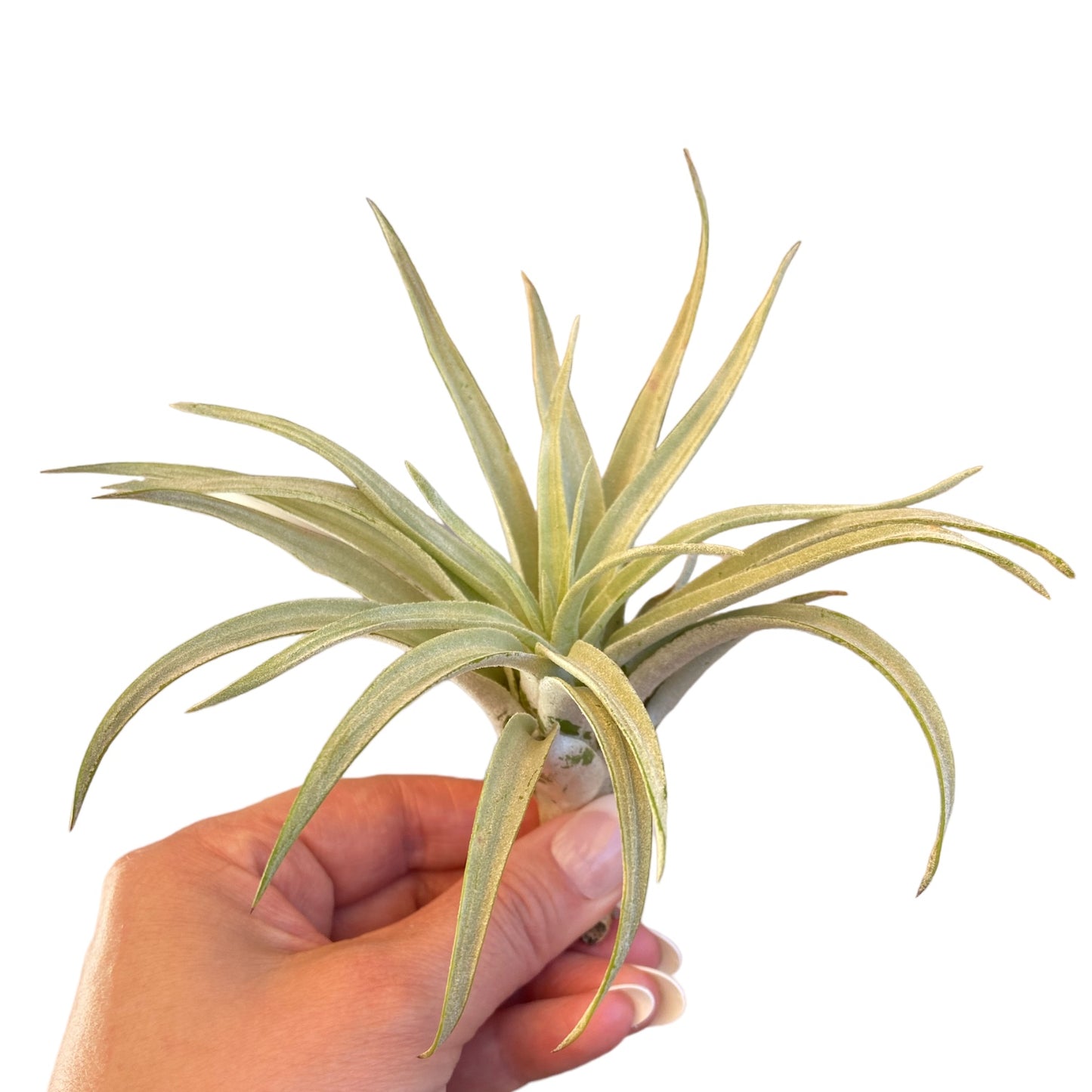 Tillandsia Harrisii