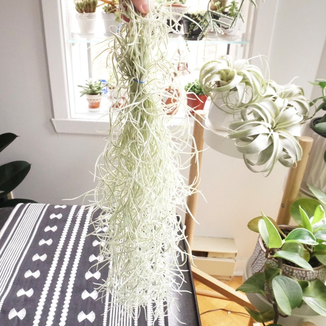 Tillandsia Usneoides "Mousse espagnole"