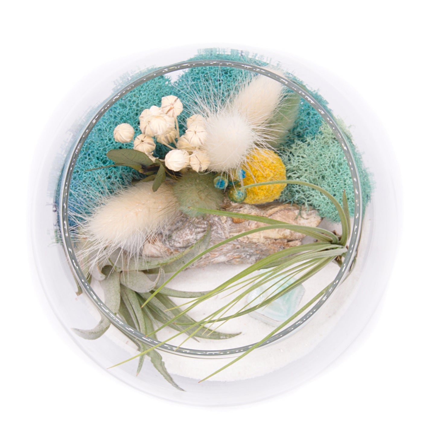 Tillandsia Terrarium - Caribbean Calcite