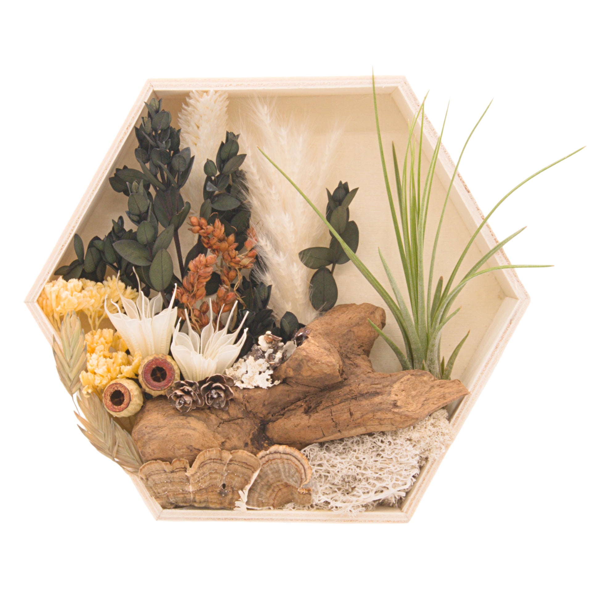 Wooden hexagon box frame filled with dried flowers, moss, wood and an airplant/tillandsia