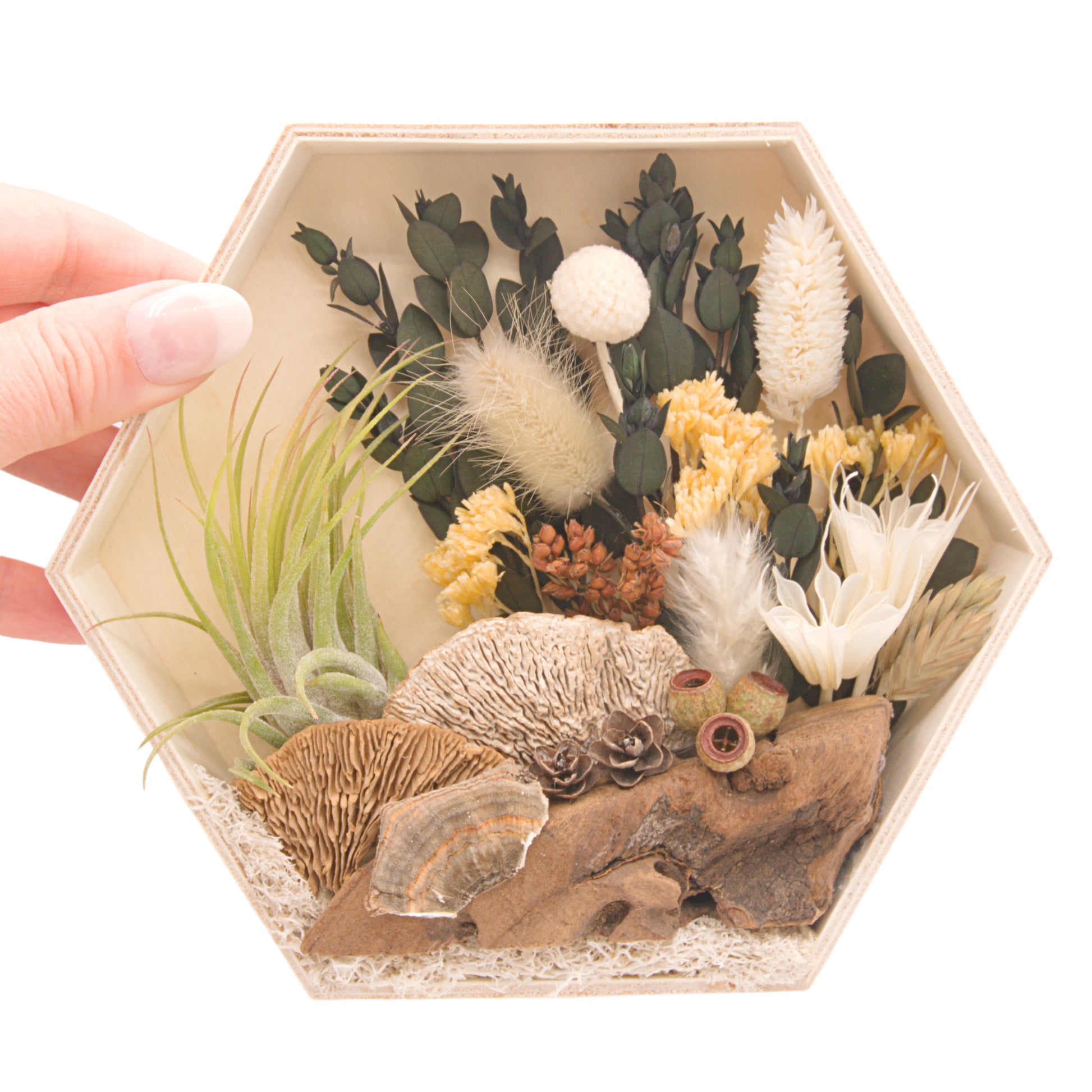 Wooden hexagon box frame filled with dried flowers, moss, wood and an airplant/tillandsia