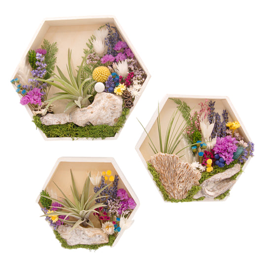Hexagon wooden box frame, outside edges painted white, filled with colourful dried flowers, wood, moss and an airplant