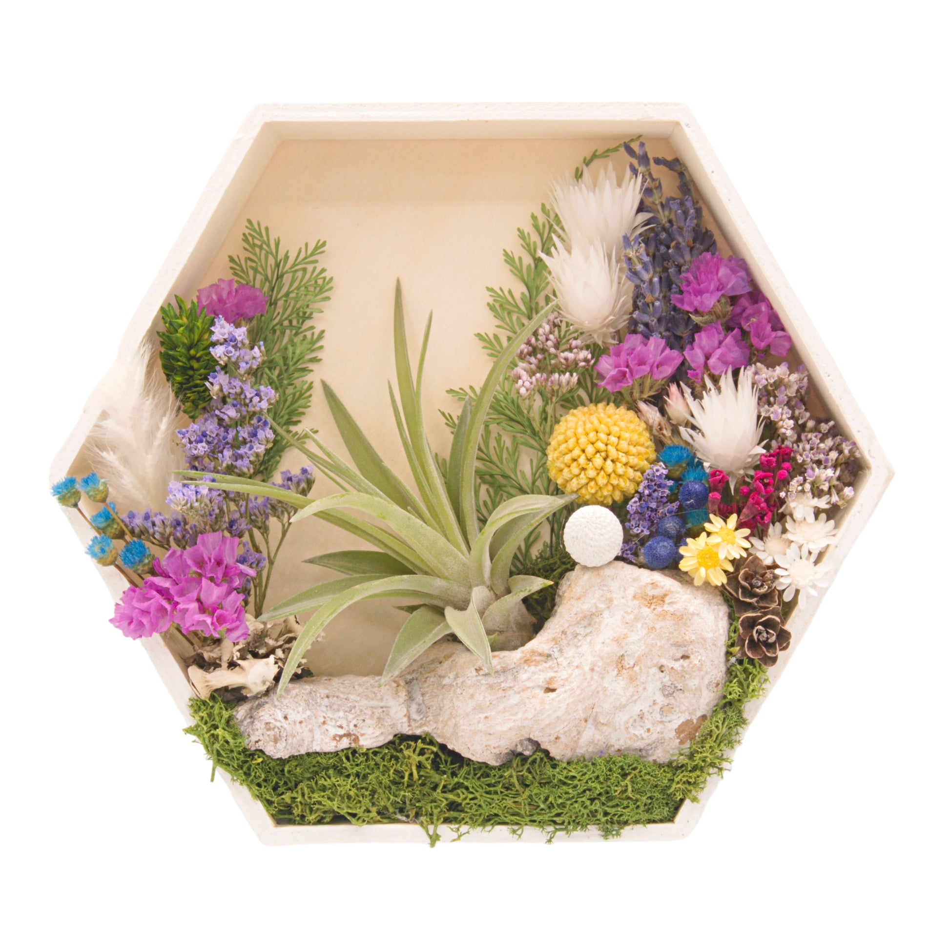 Hexagon wooden box frame, outside edges painted white, filled with colourful dried flowers, wood, moss and an airplant