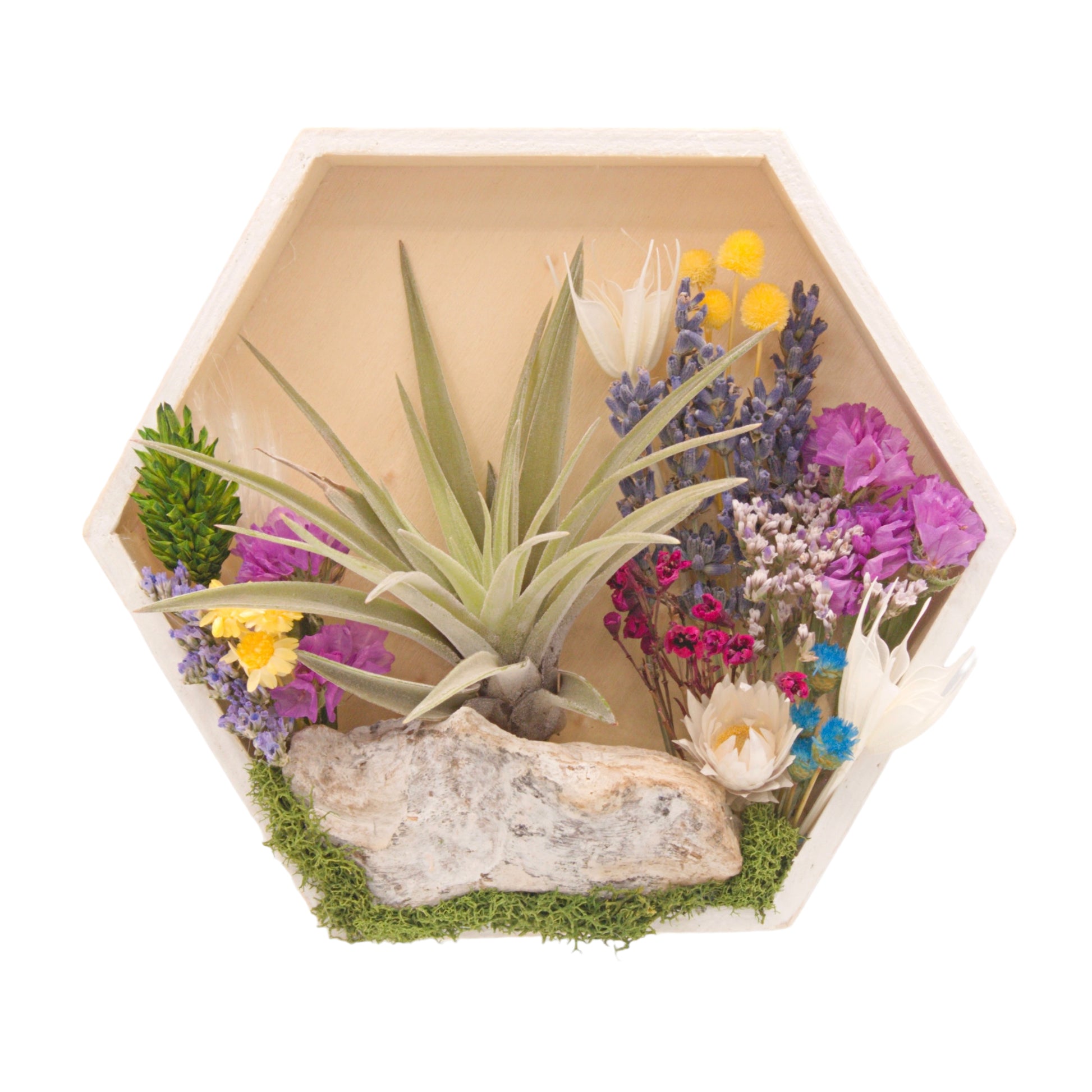 Hexagon wooden box frame, outside edges painted white, filled with colourful dried flowers, wood, moss and an airplant
