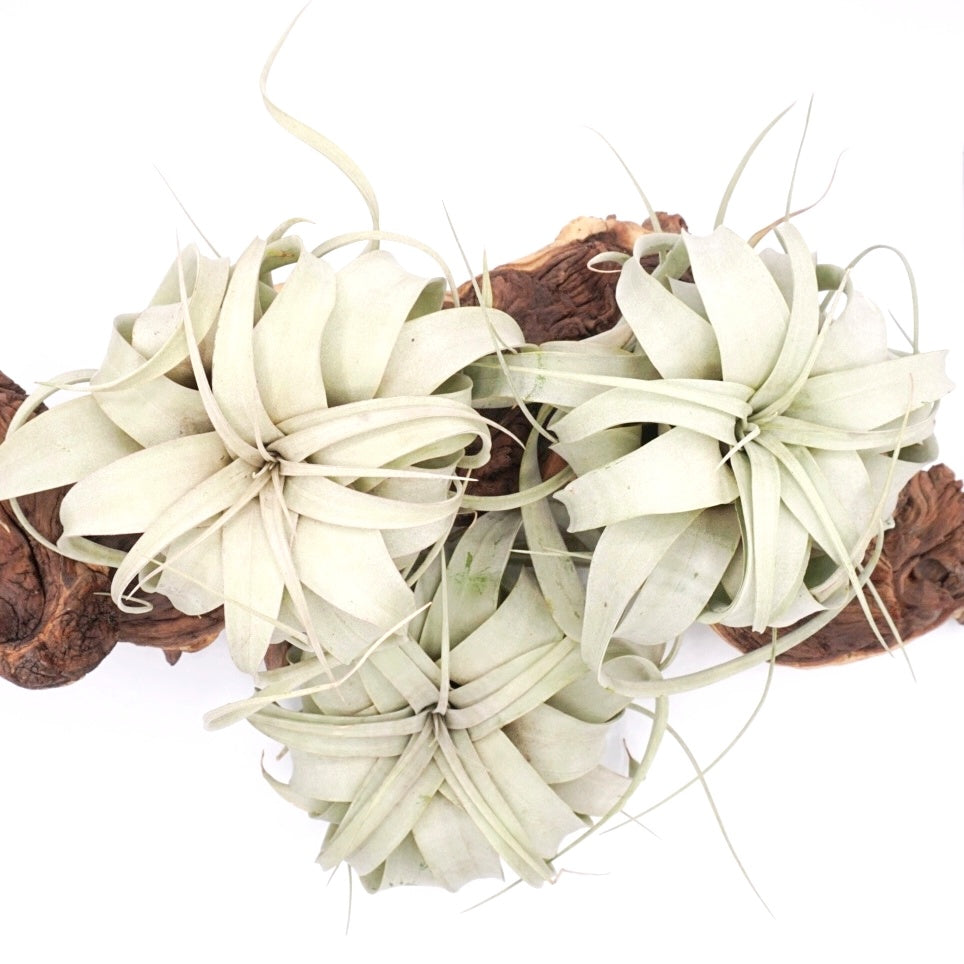 Tillandsia airplant Xerographica