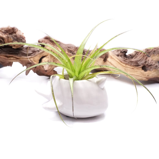 Narwhal Dolomite Pot