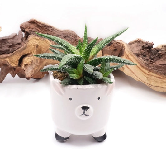 Polar Bear Dolomite Pot