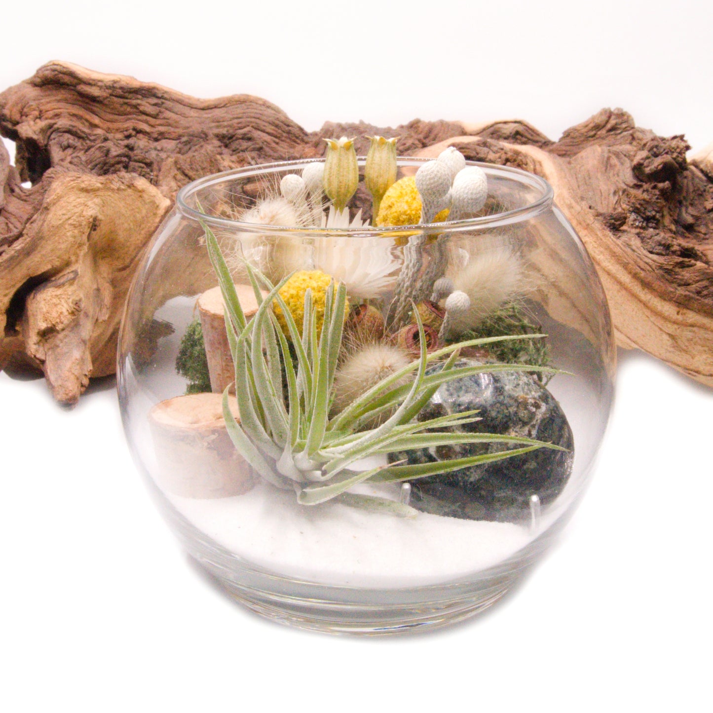 Tillandsia Terrarium - Kambaba Jasper