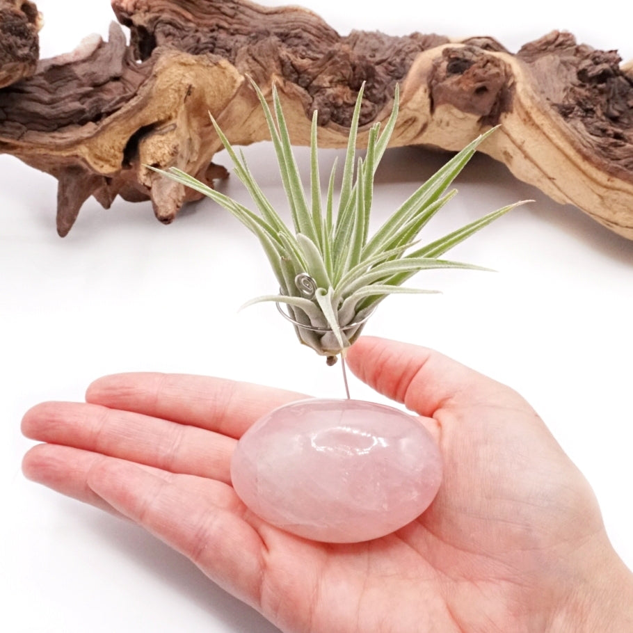 Rose Quartz Crystal Airplant HoldersRose quartz palm crystal airplant holder