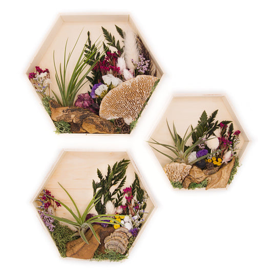Airplant Art Frame - Mulberry
