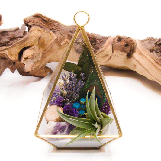 Terrarium Victorien - Paon d'Améthyste