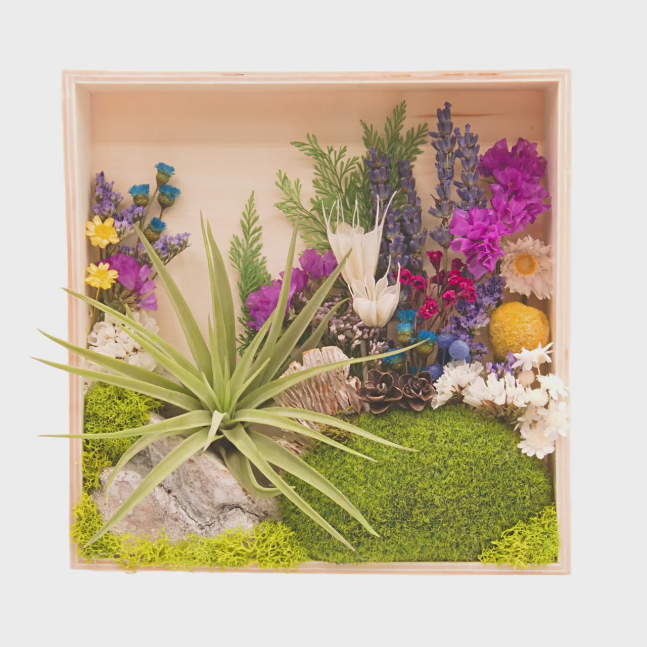 Wooden box frame filled with colourful dried flowers, moss, wood and an airplant/tillandsia