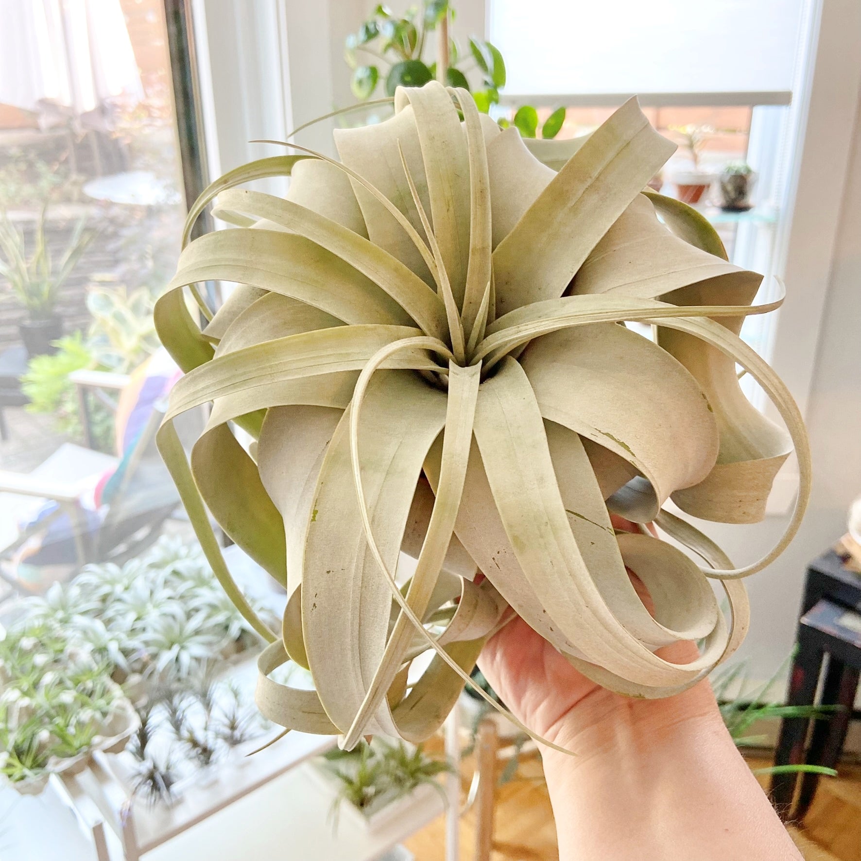 Tillandsia airplant Xerographica