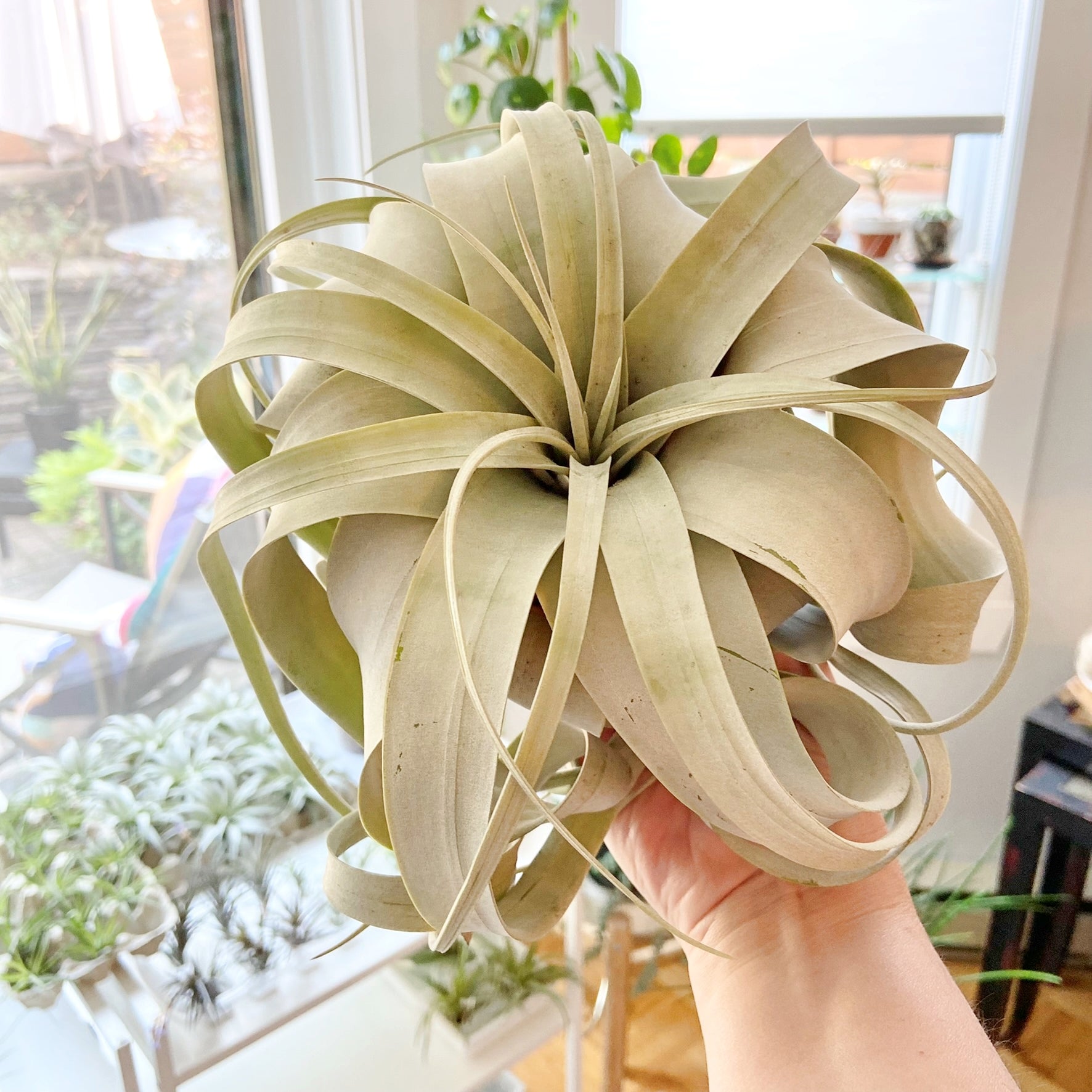 Tillandsia Xerographica – Plant Babies Terrariums