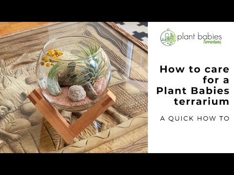 Video showing how to take care of airplants in a Plant Babies Terrarium