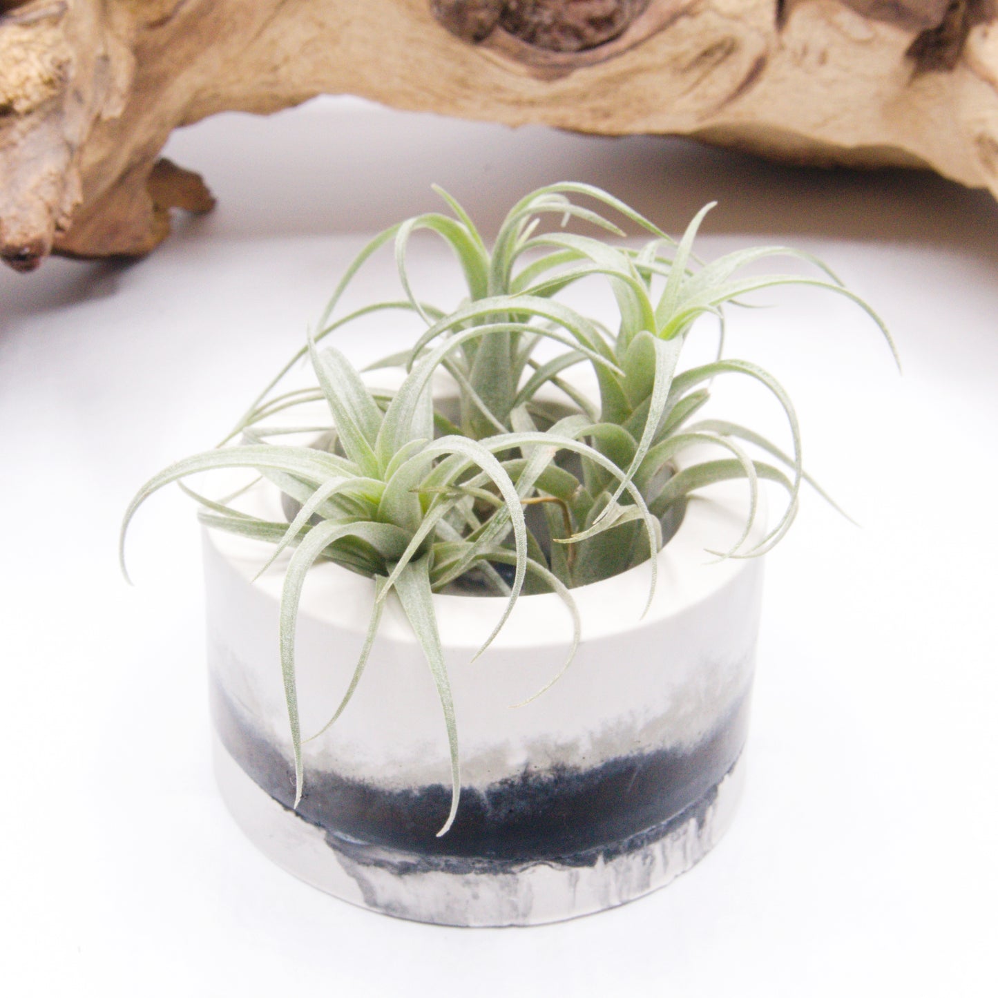 Ombre Black & White airplant pot