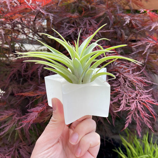 Selenite Star Tealight