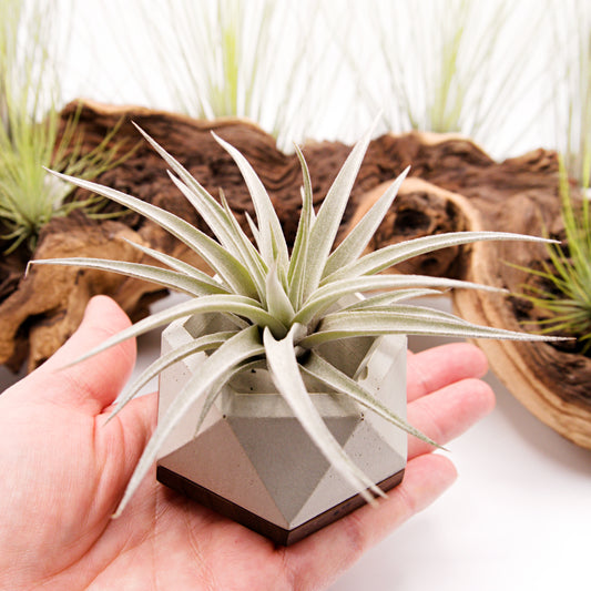 Cement & Wood Airplant Pots