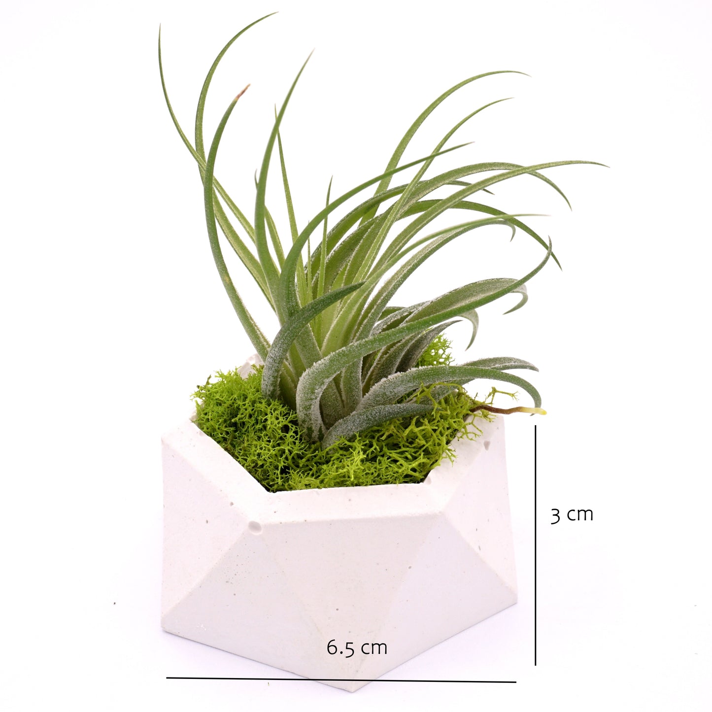 White hydrostone airplant pots