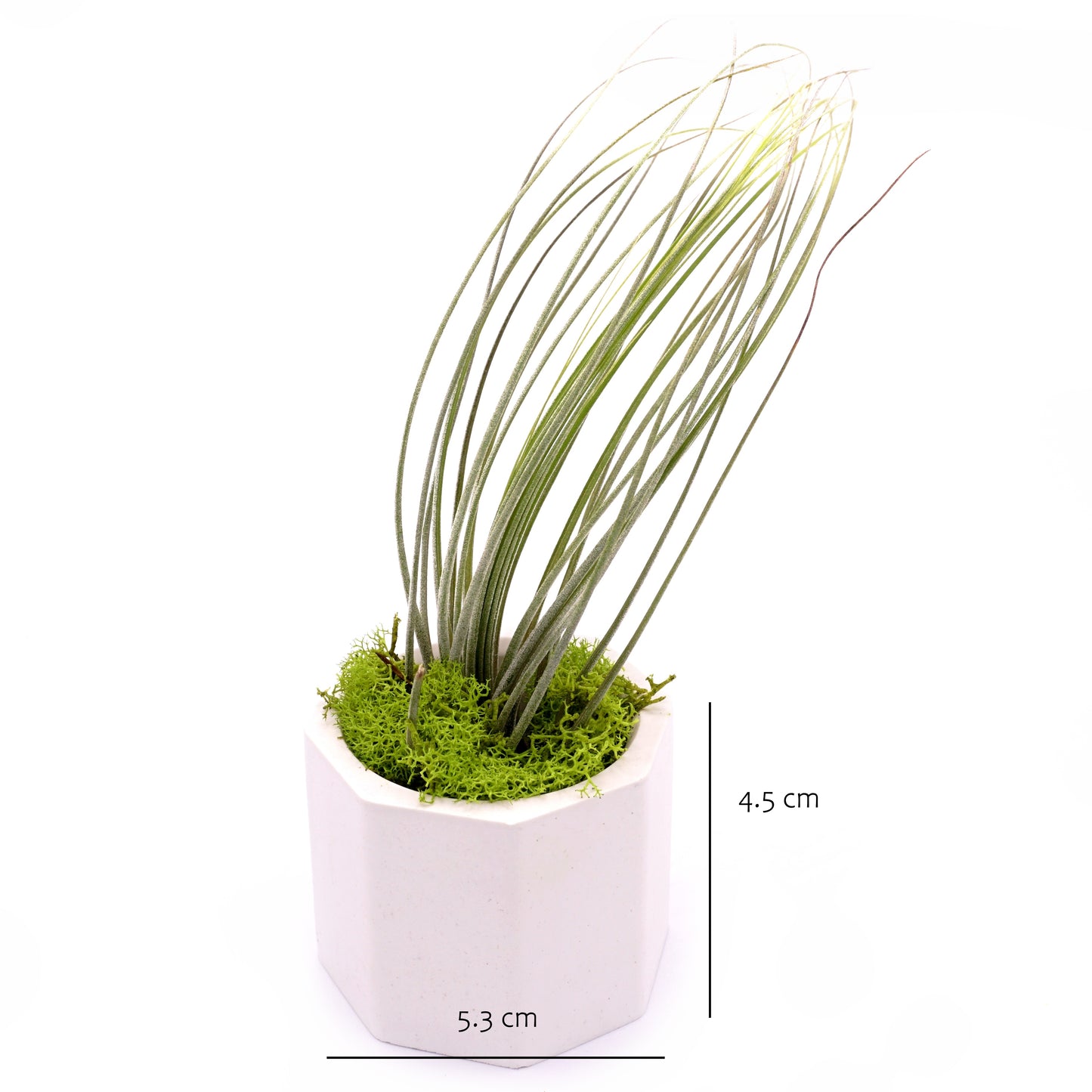 White hydrostone airplant pots