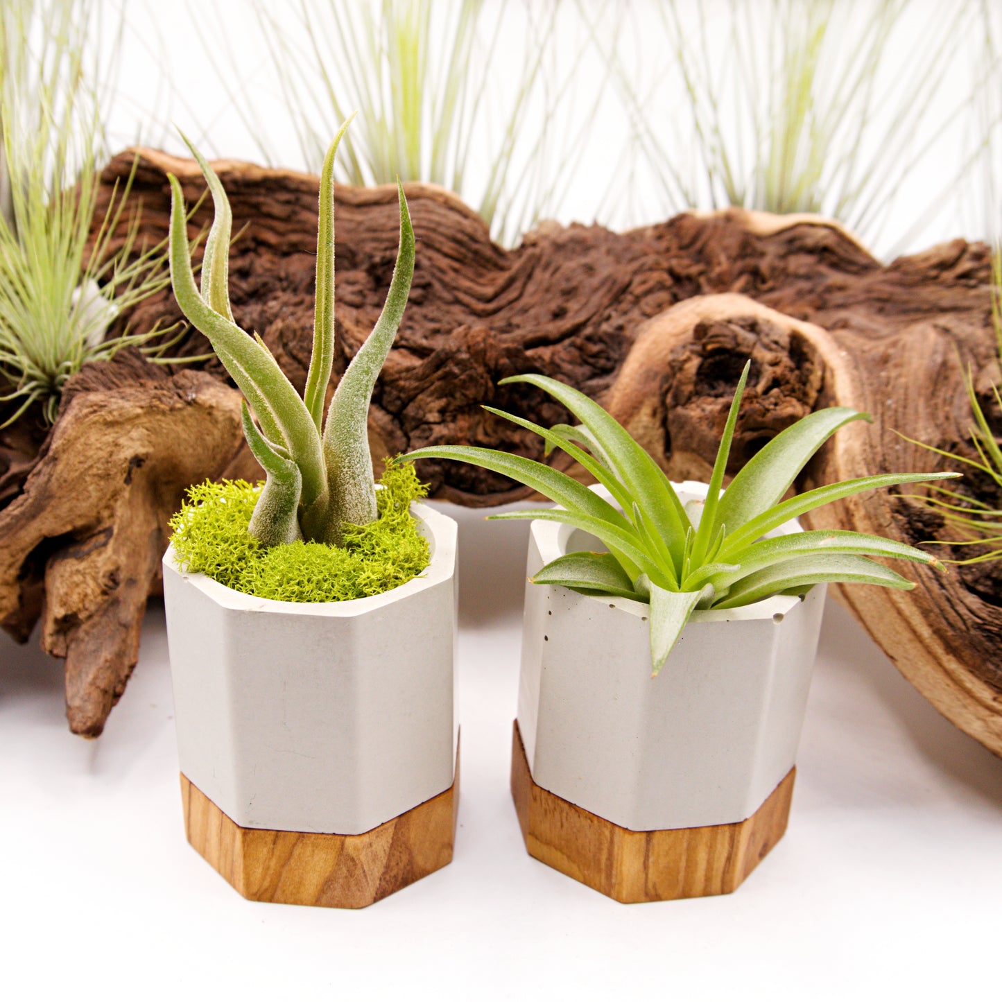 Cement & Wood Airplant Pots