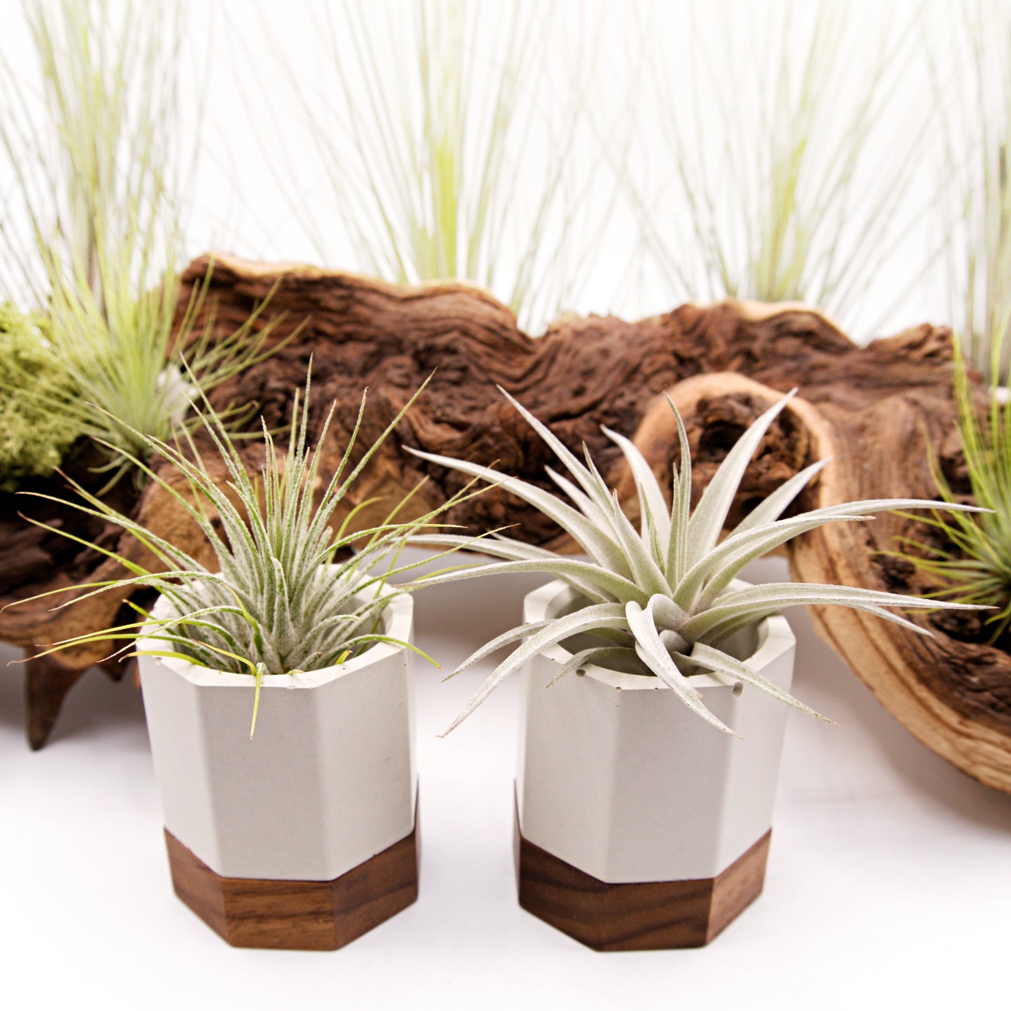 Cement & Wood Airplant Pots